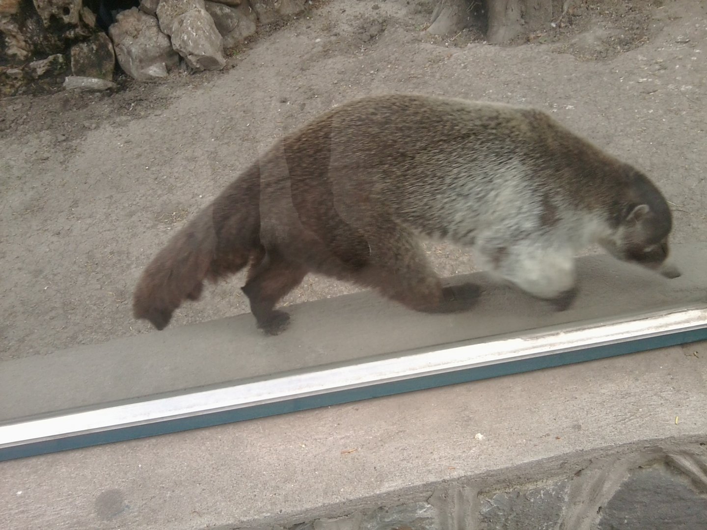 Coati