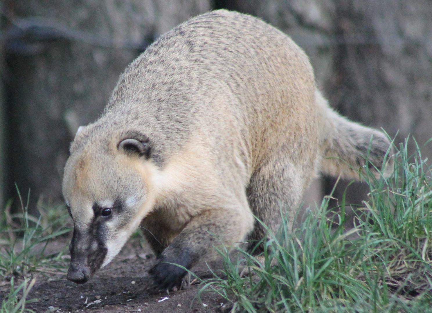 Coati