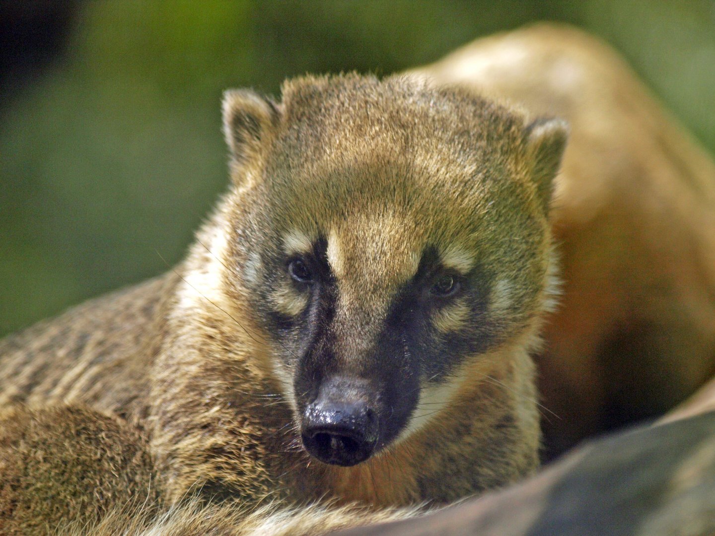 Coati