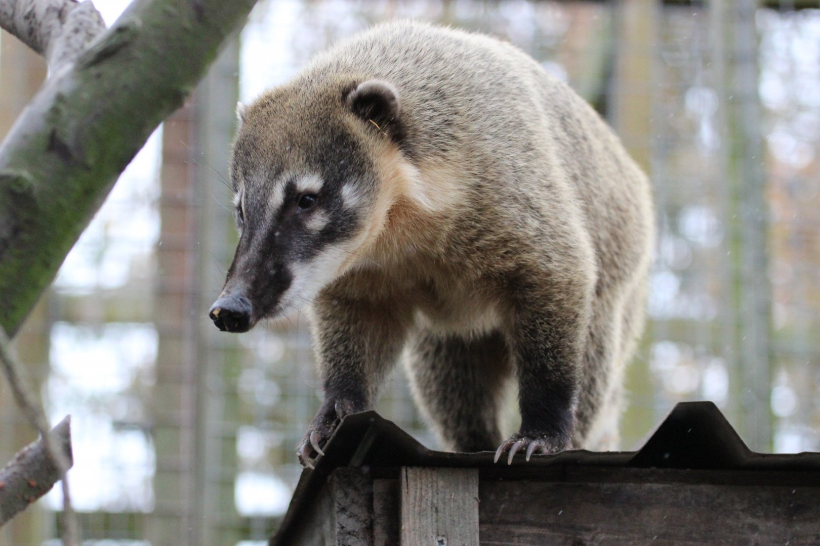 Coati