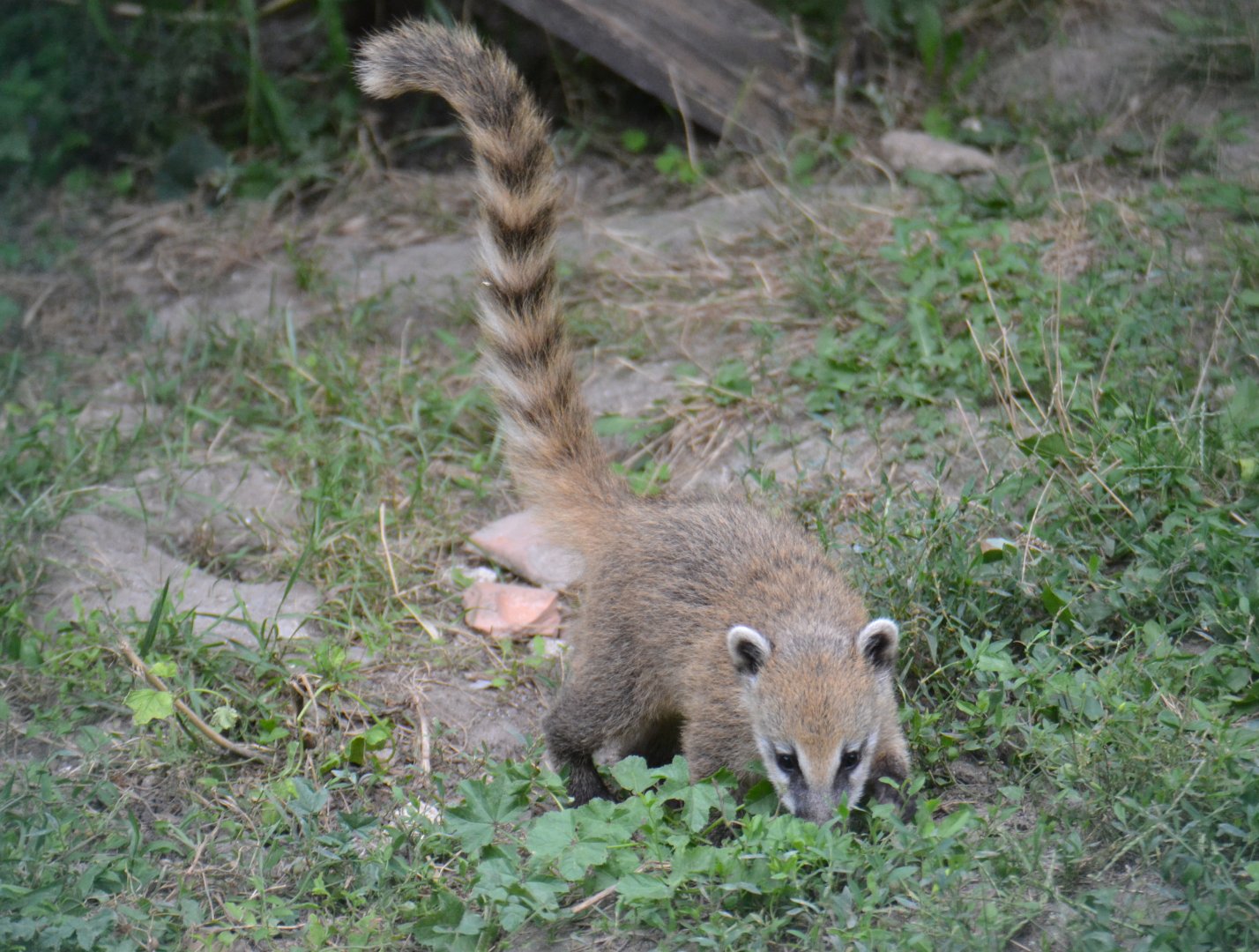 Coati