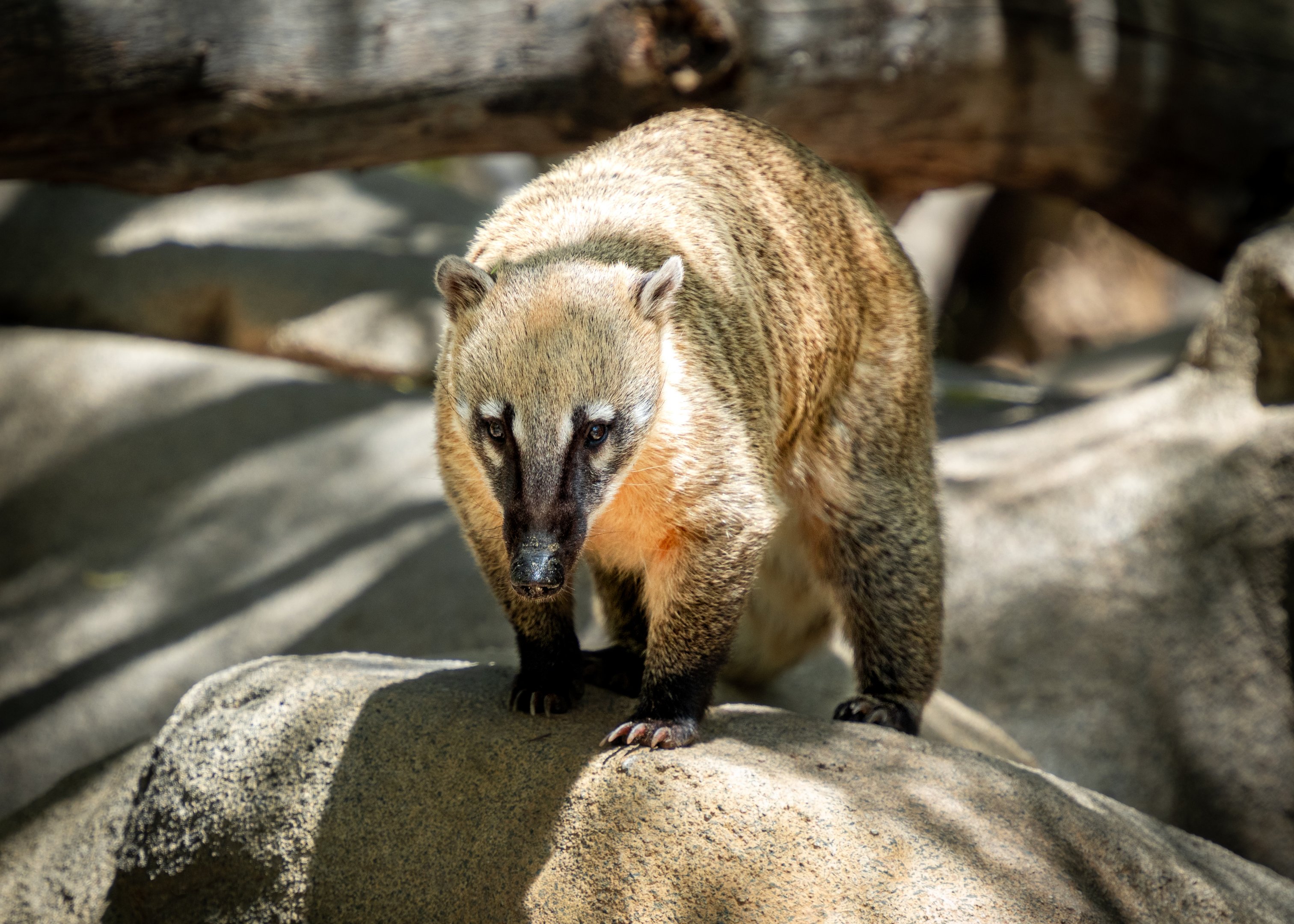 Coati