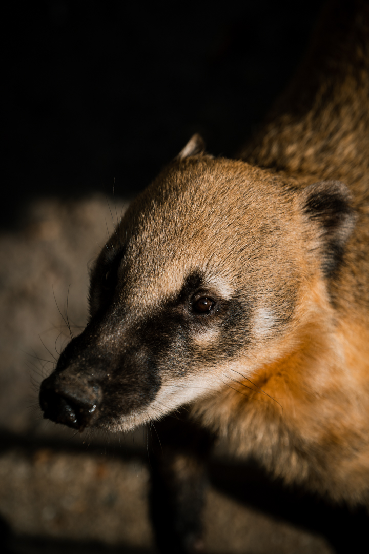 Coati