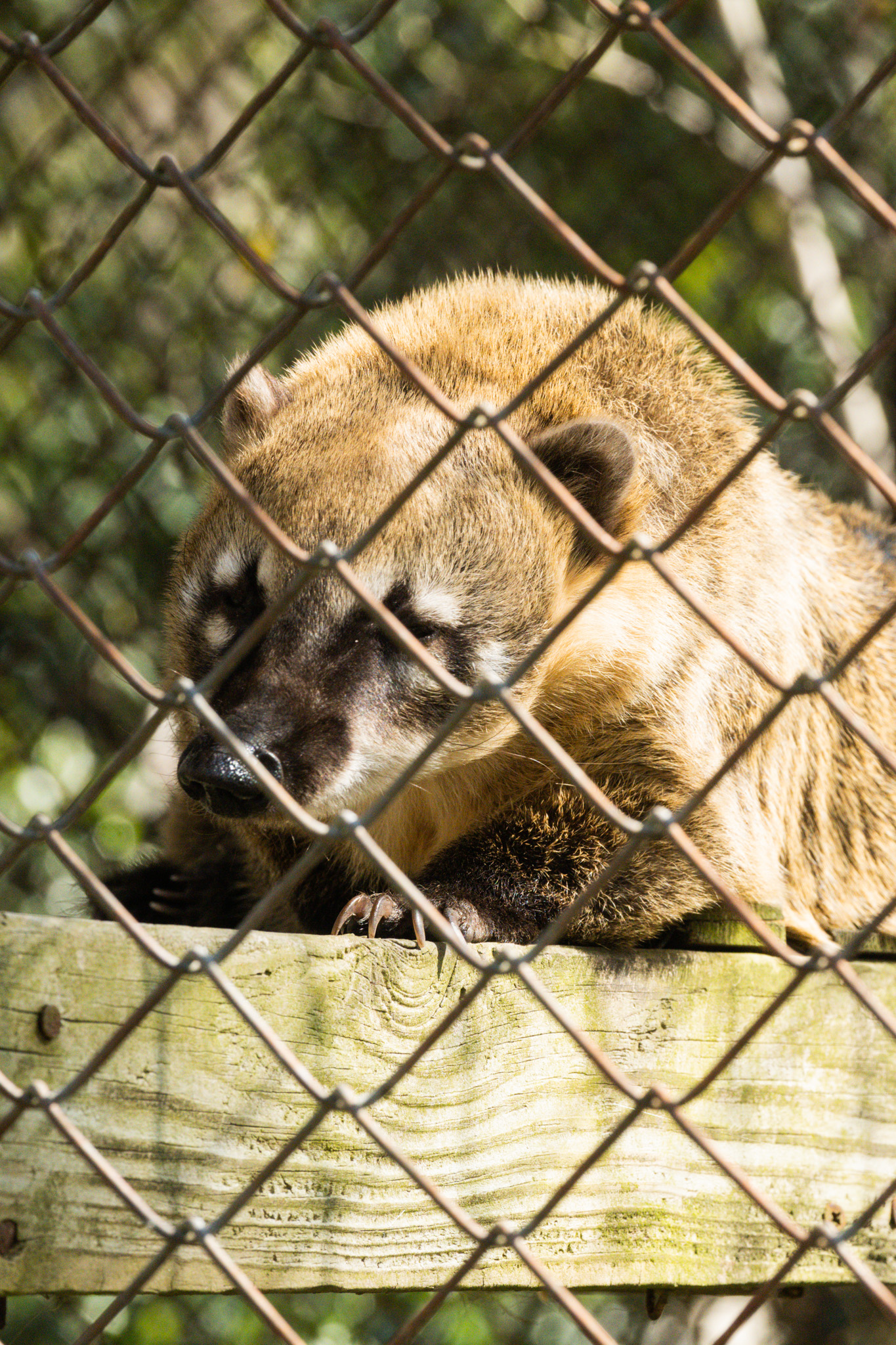 coati