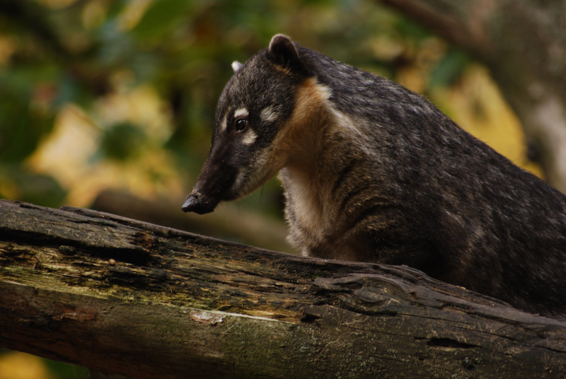 Coati