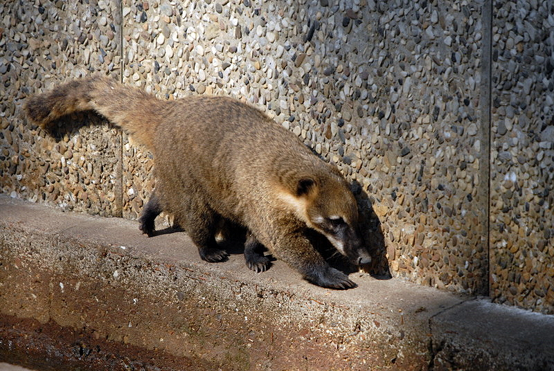 Coati