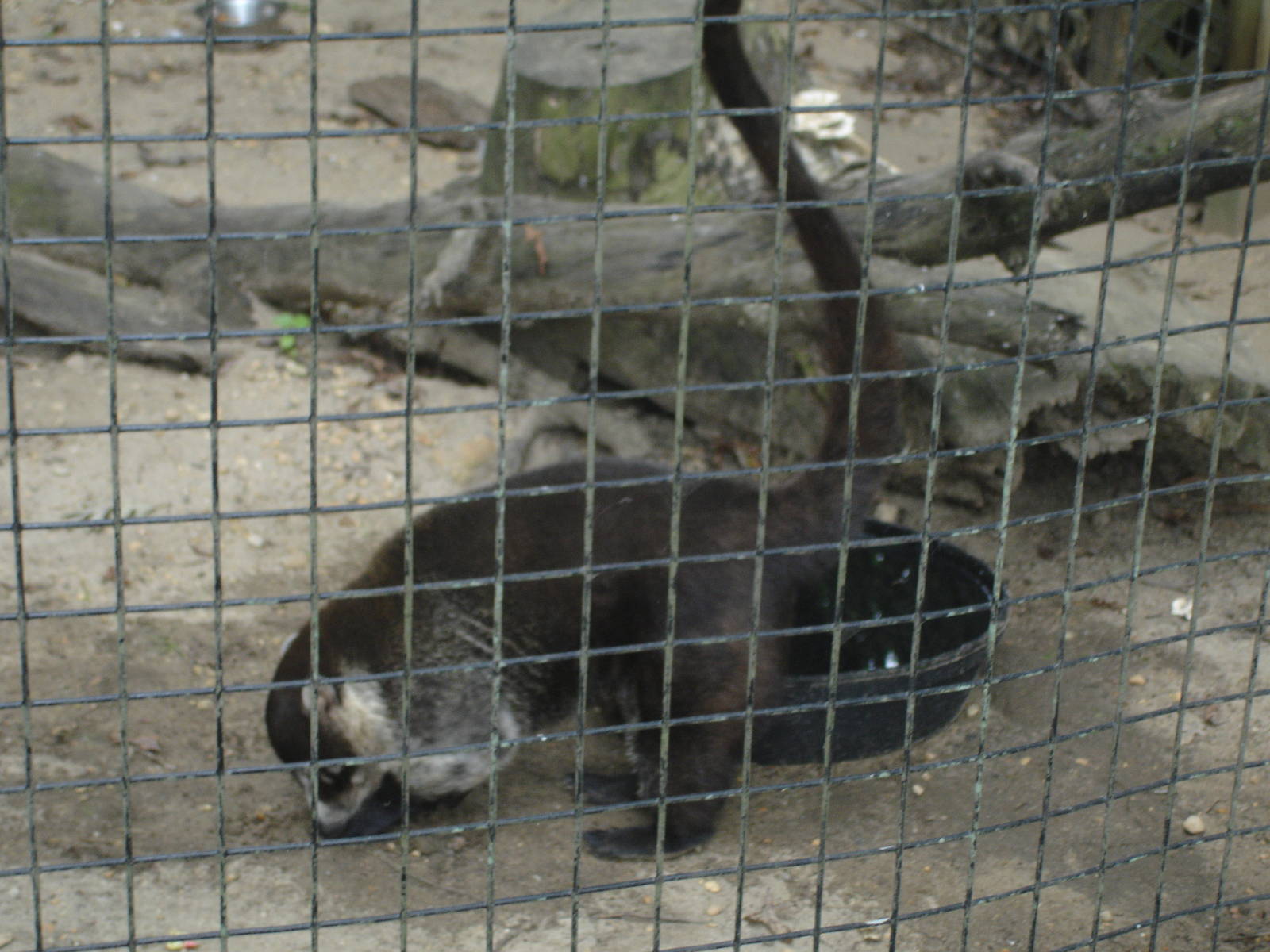 Coati