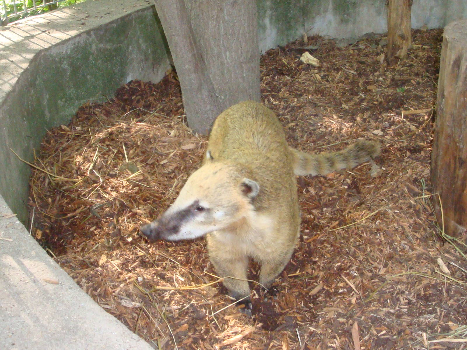 Coati