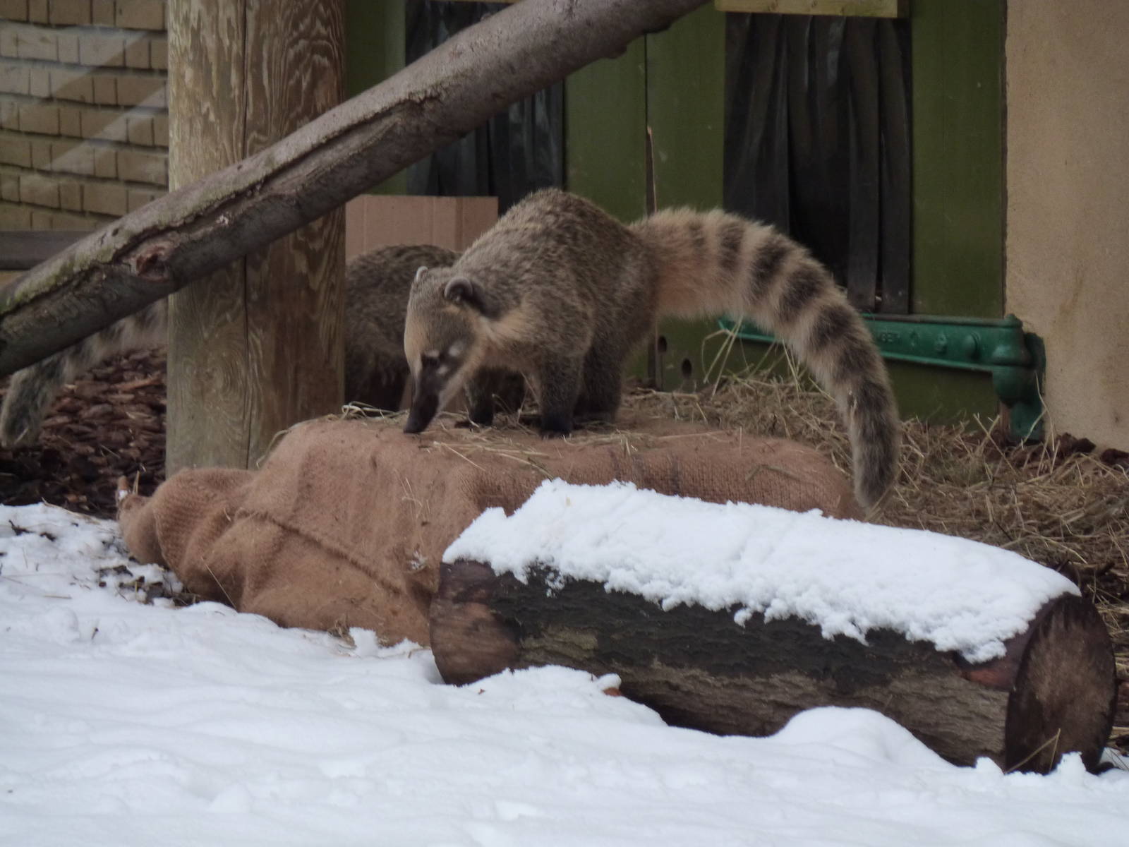 Coati