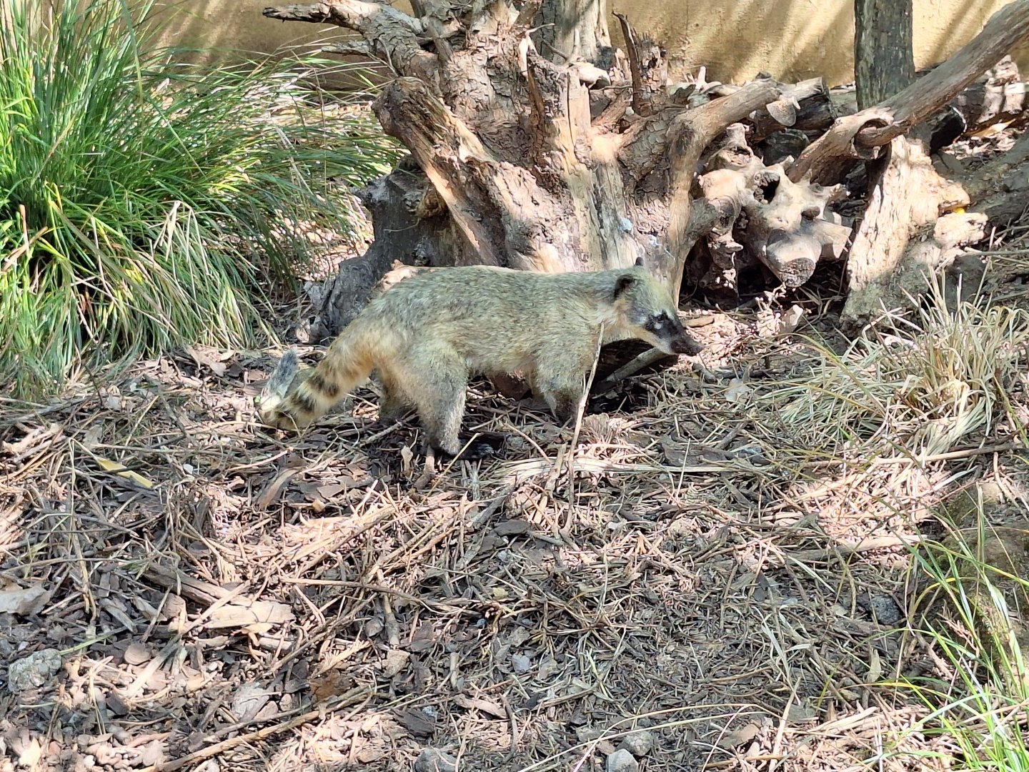 Coati