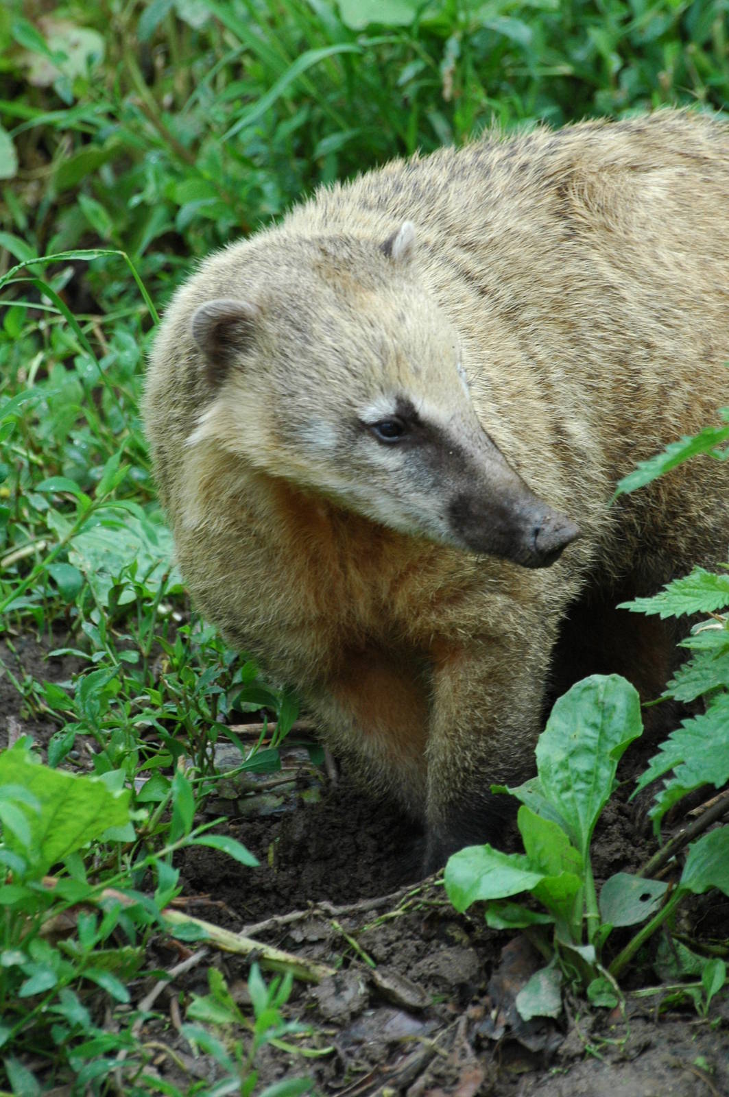 Coati