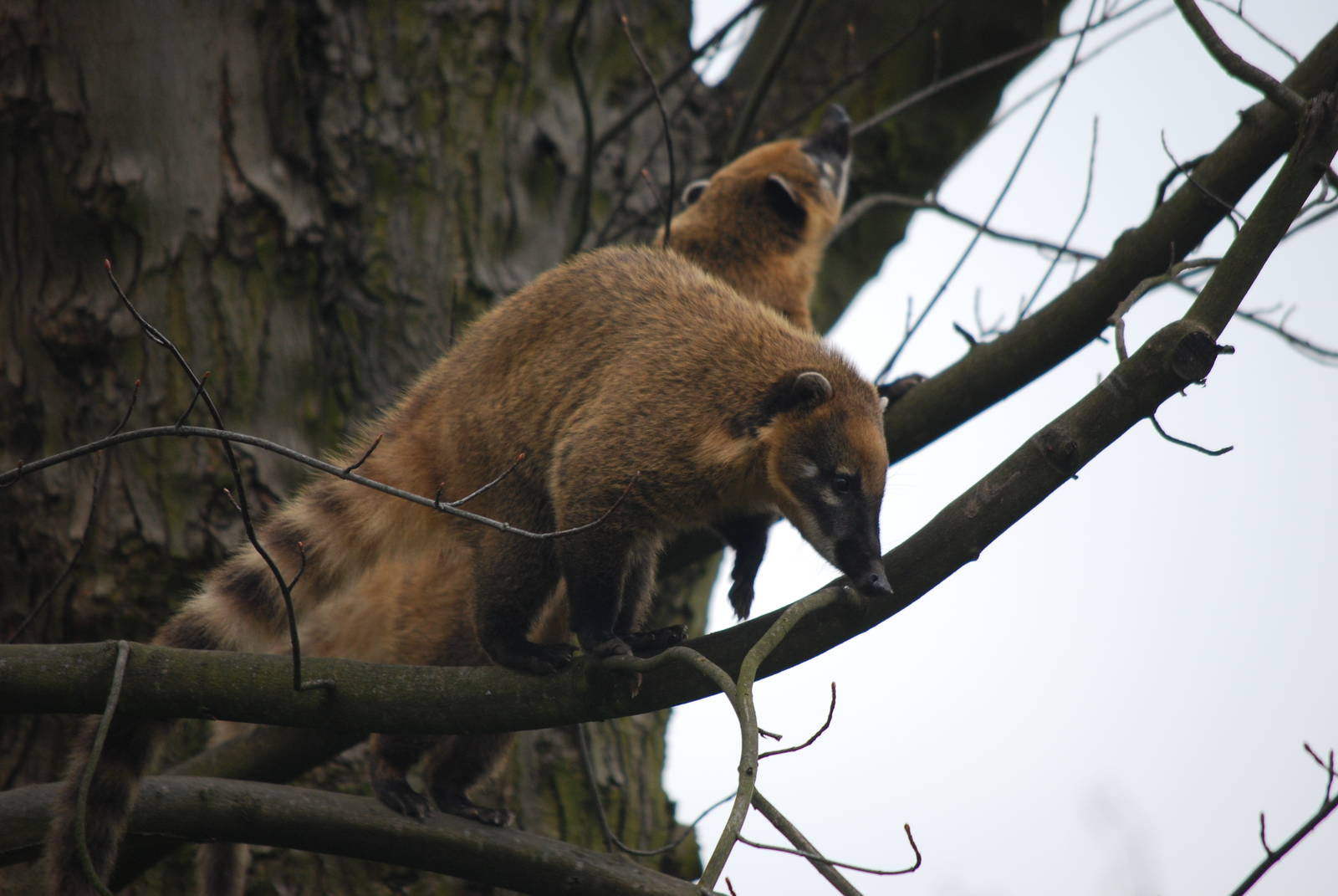 COATI