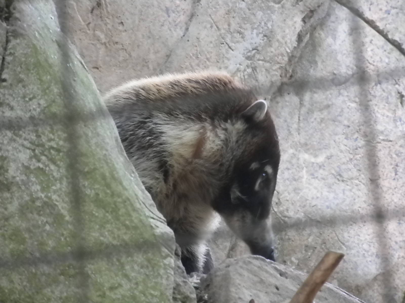 Coati