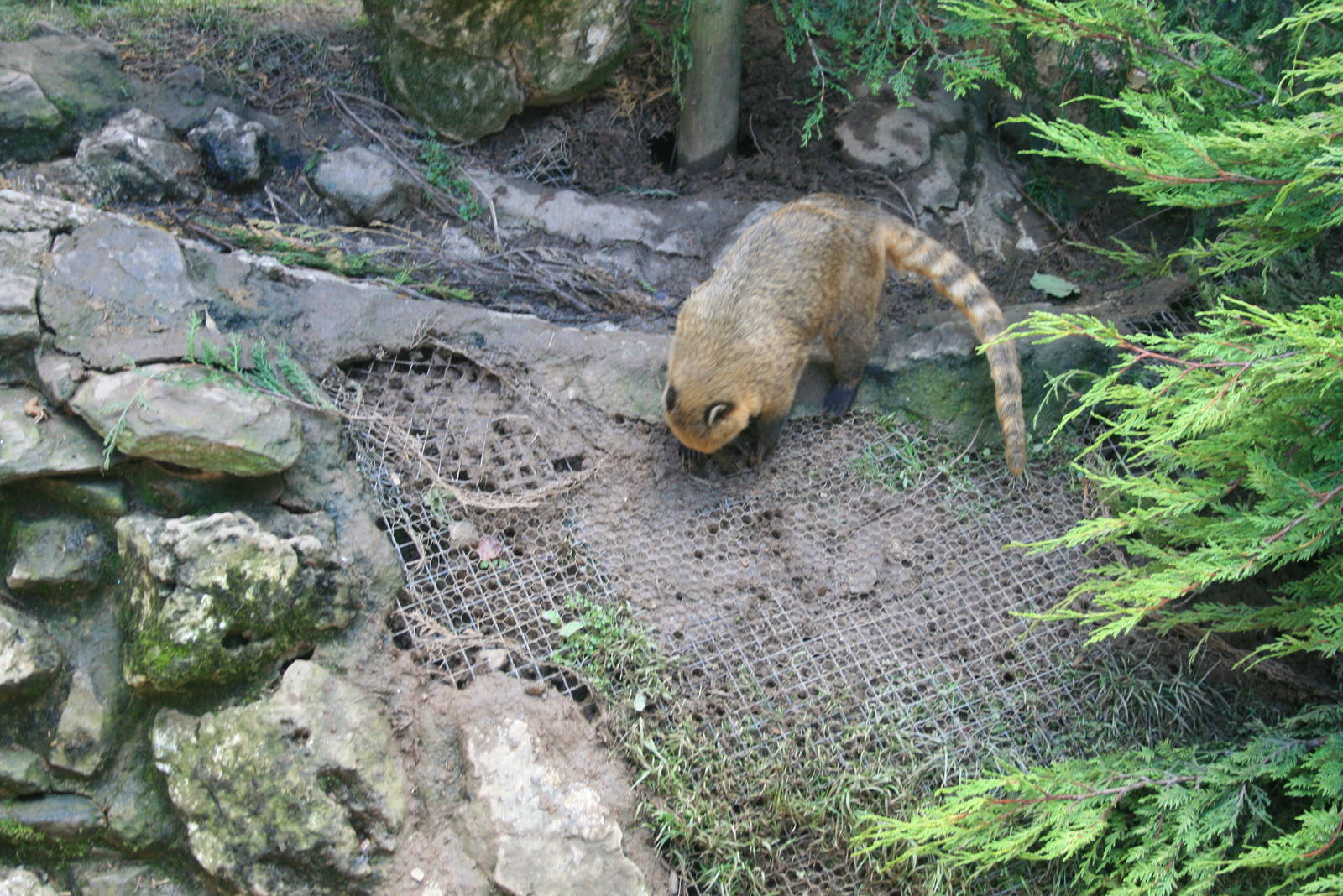 Coati_Digging_in_Mesh
