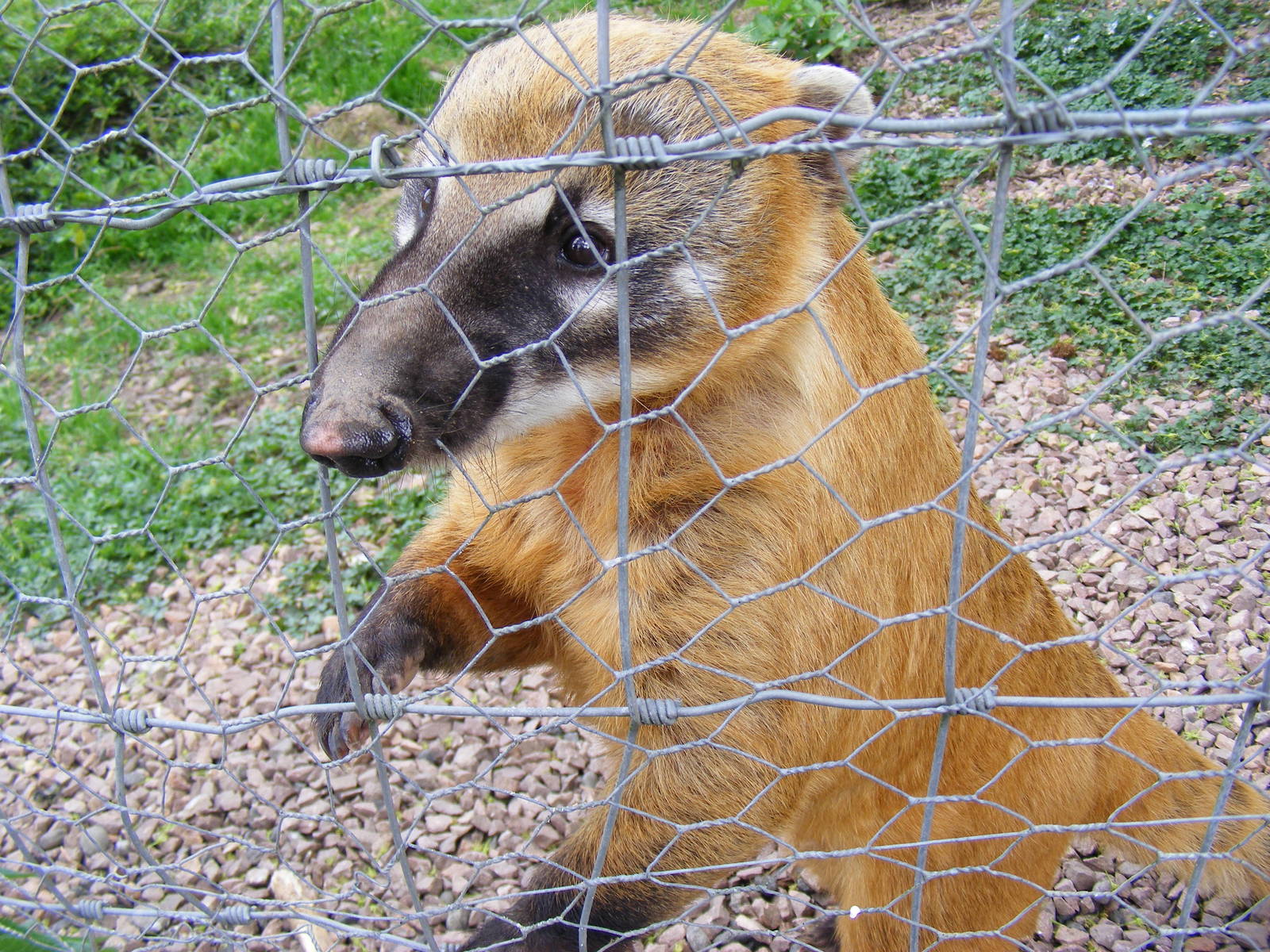 Coatimundi at Auchingarrich Wildlife Centre, 20 May 2010