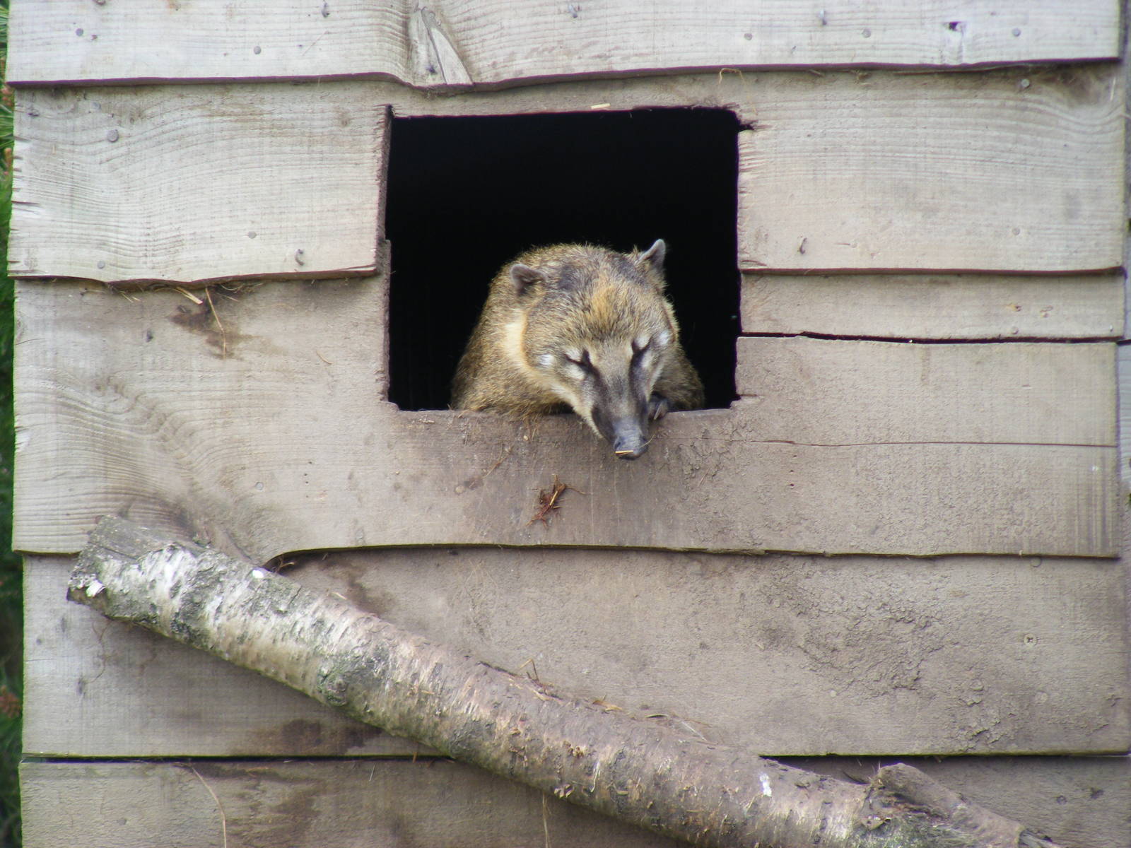 Coatimundi at Auchingarrich Wildlife Centre, 20 May 2010