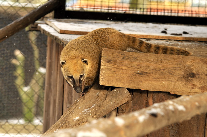 Coatimundi at Bad Pyrmont