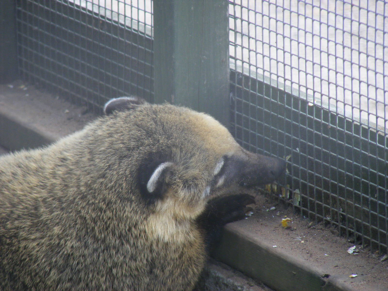 Coatimundi at Fife Animal Park, 18 May 2010