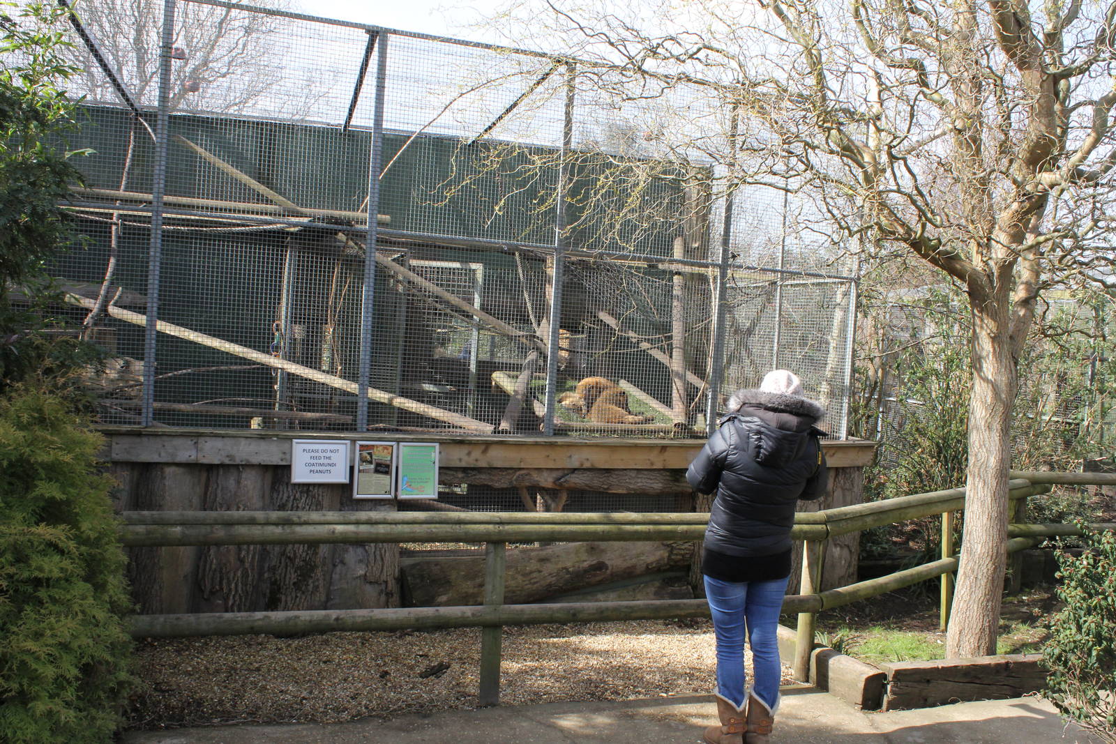 Coatimundi enclosure. 2-4-15