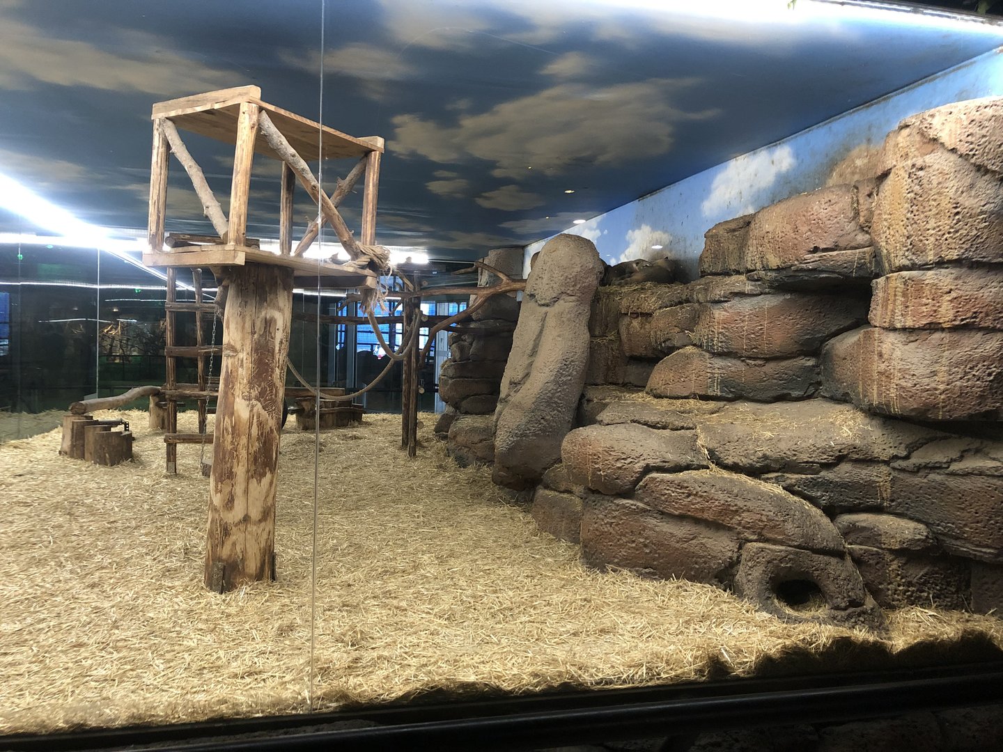 Coatimundi Enclosure at Aqua Vega