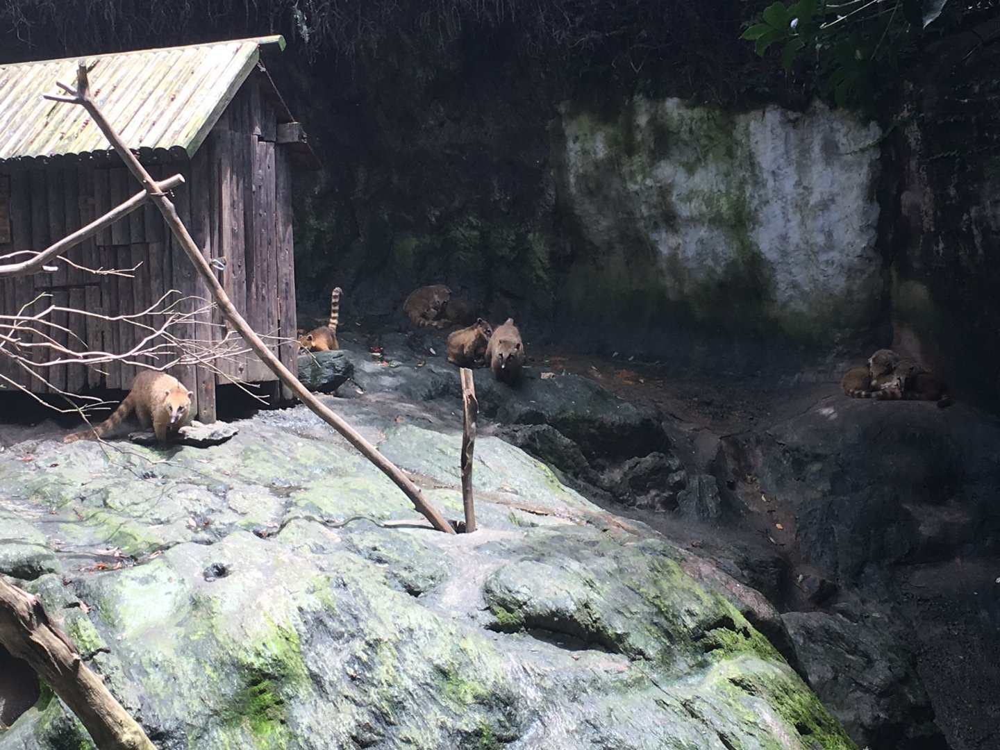 Coatimundi enclosure- Nagasaki Bio Park