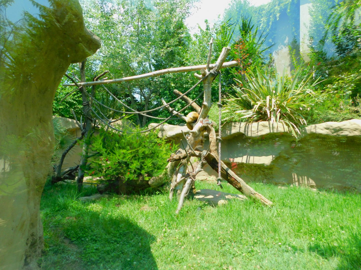 Coatimundi enclosure (the other half)