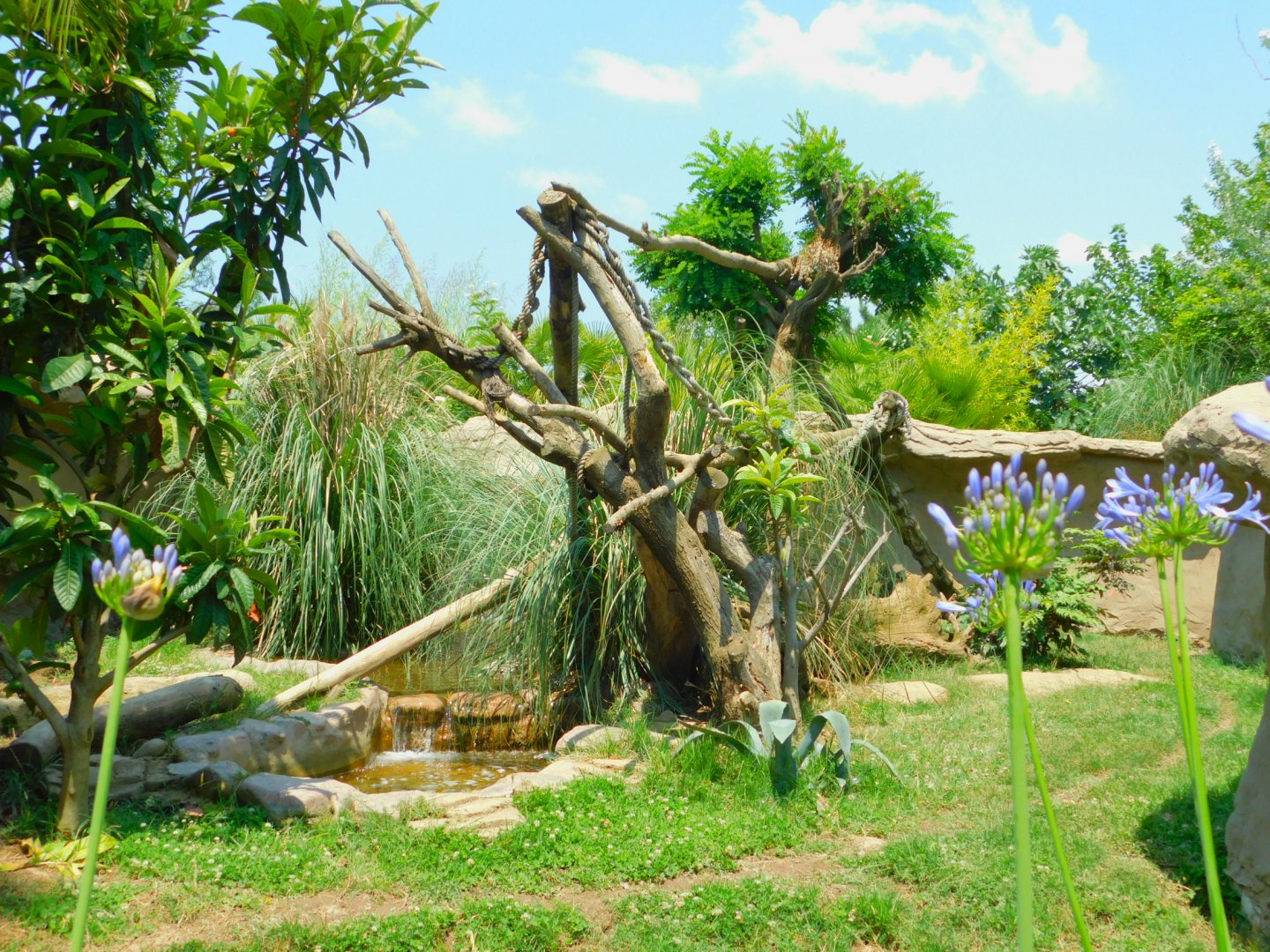 Coatimundi enclosure up close