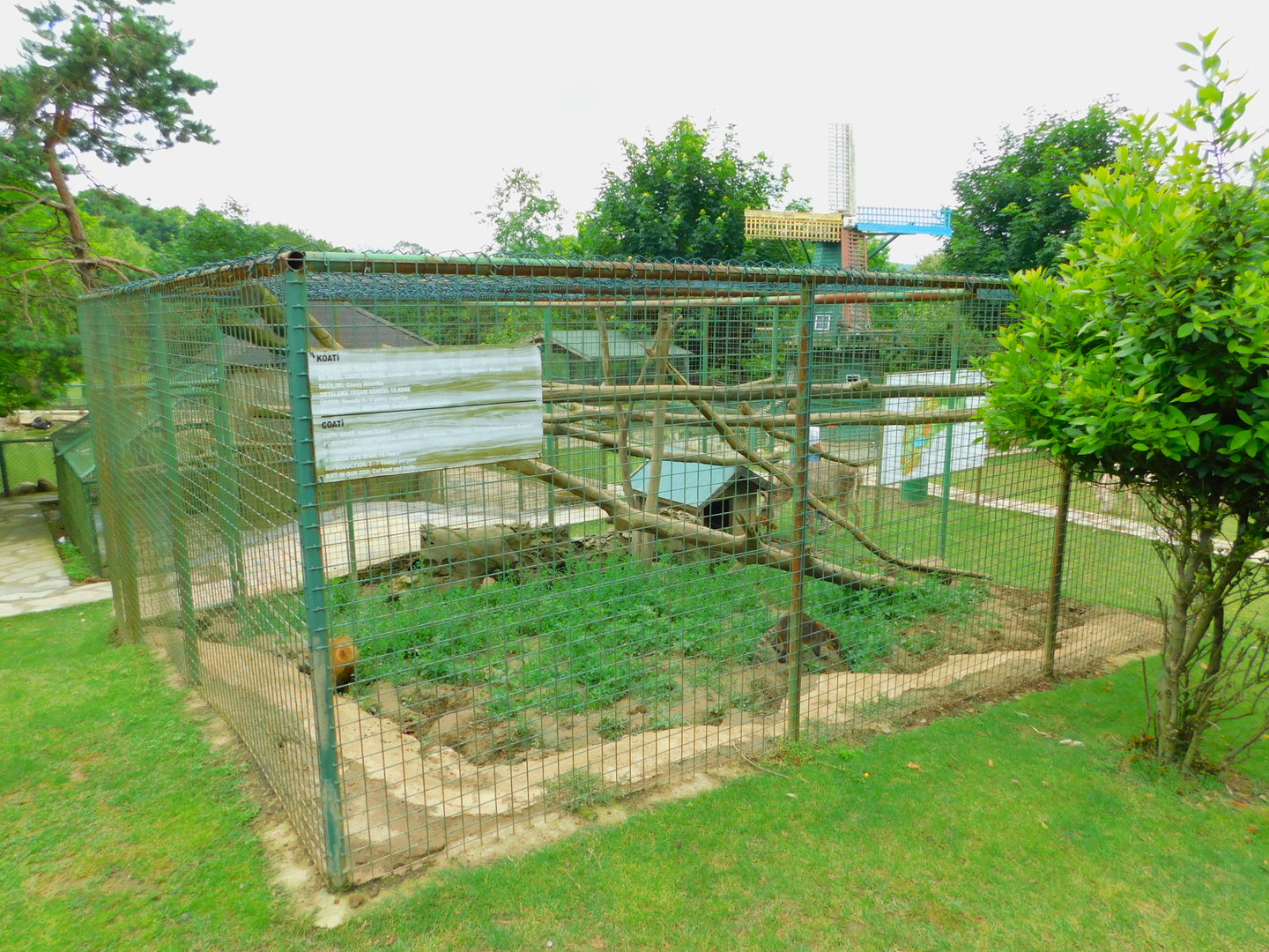 Coatimundi Enclosure