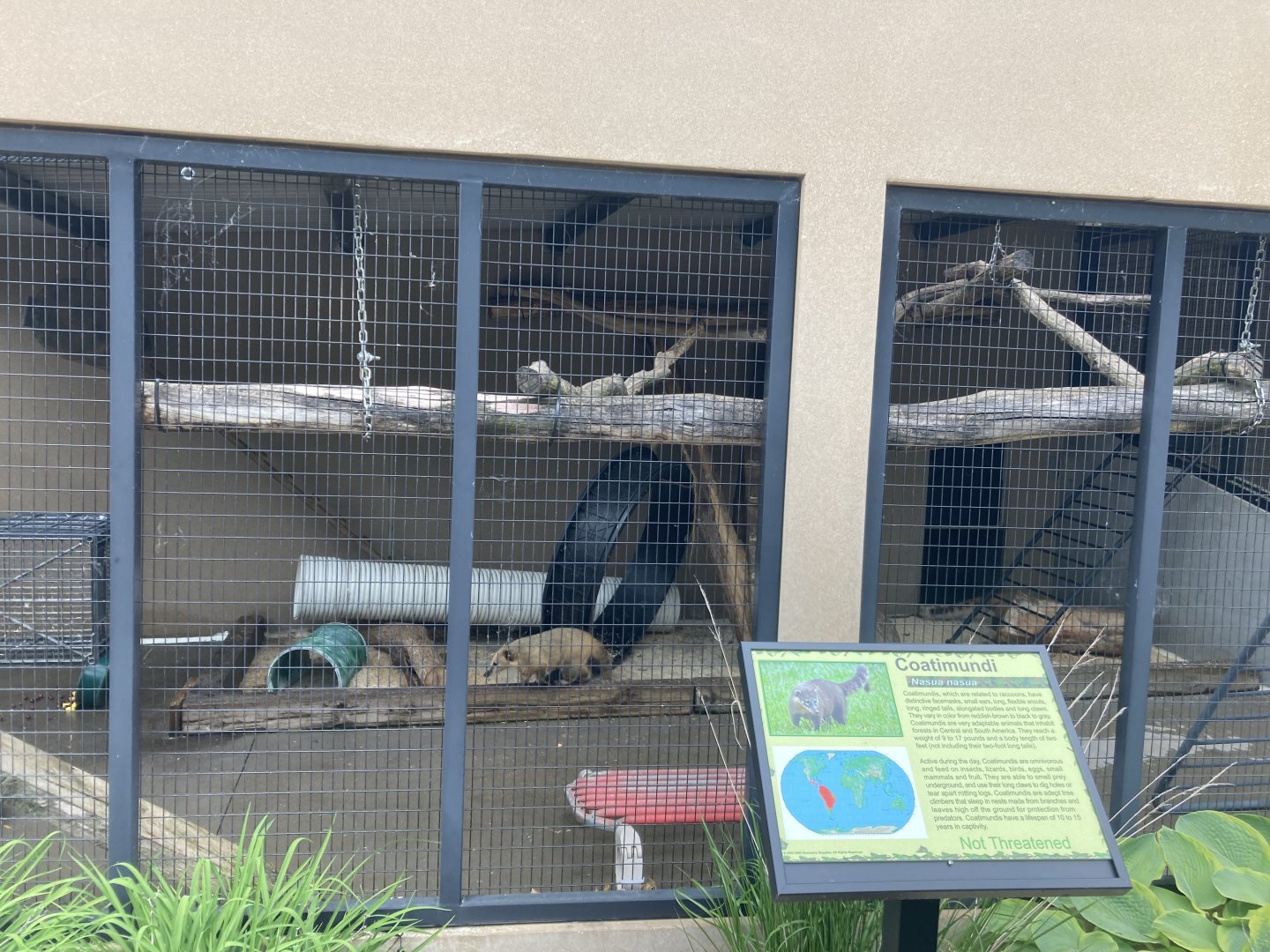 Coatimundi Exhibit