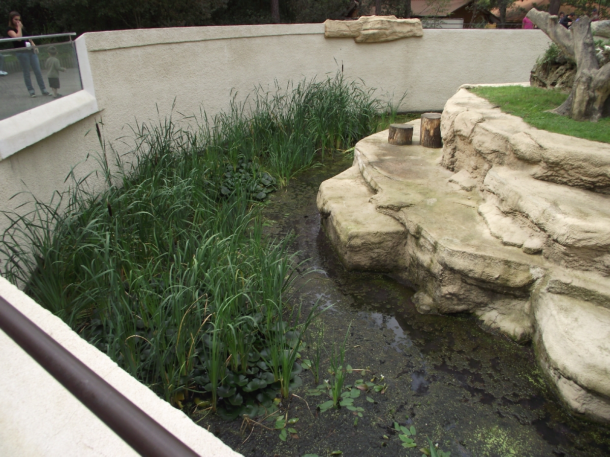 Coatimundi Island Moat