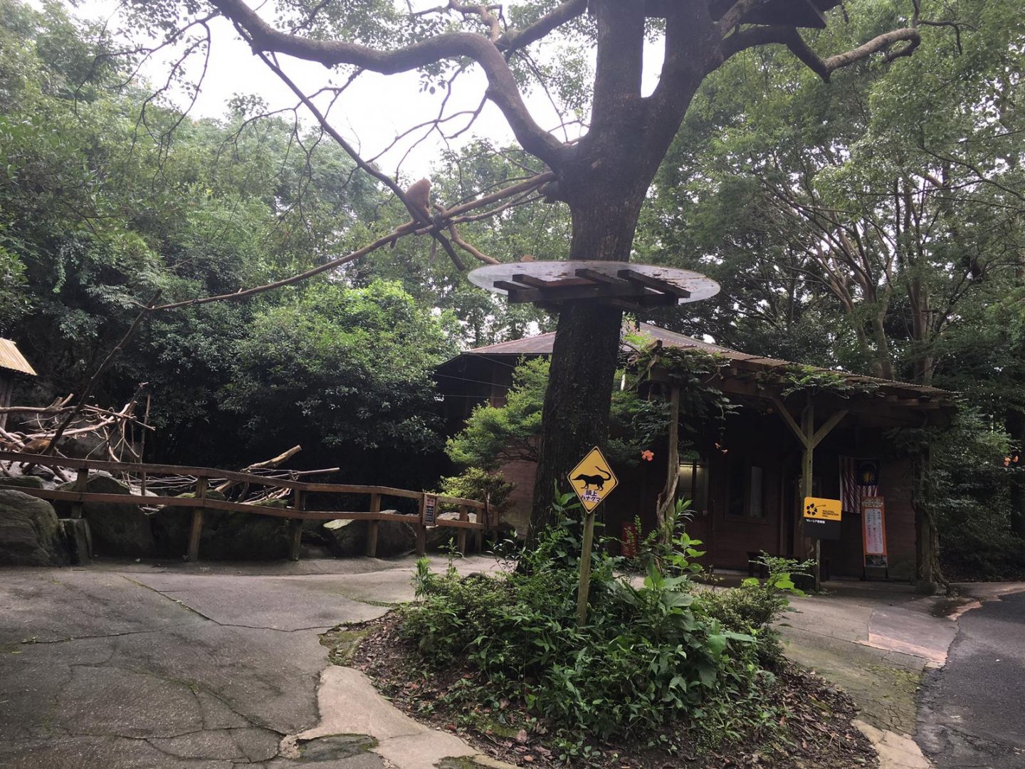 Coatimundi Tree and Malysia friendship building.