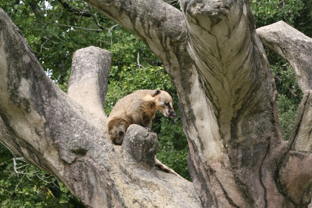 Coatimundi