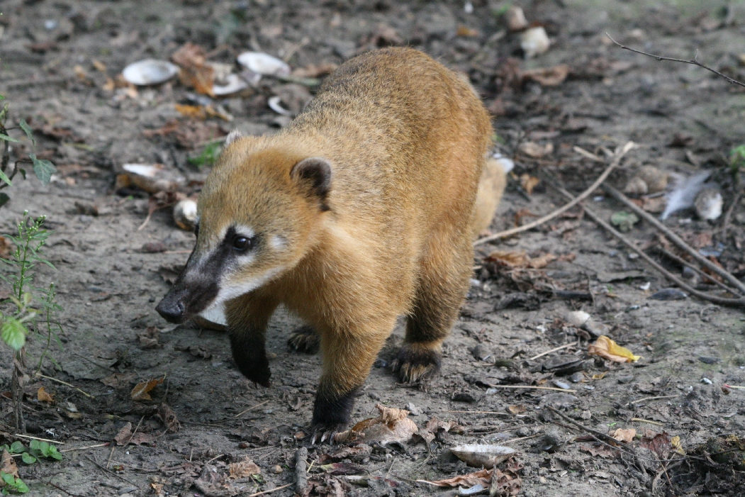 Coatimundi