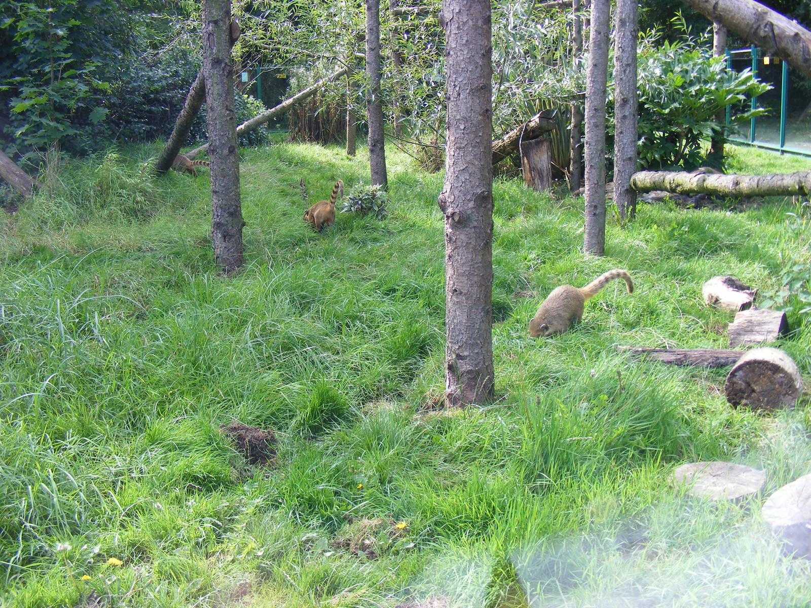 Coatimundis at Birmingham Nature Centre, 30 August 2010