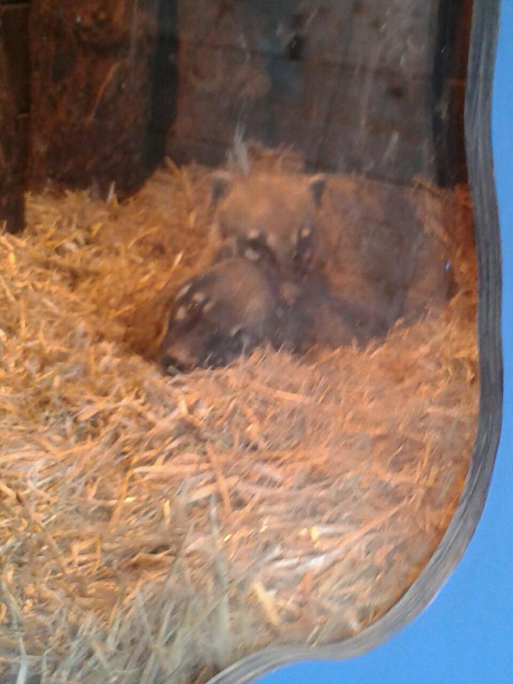 Coatis all snuggled up