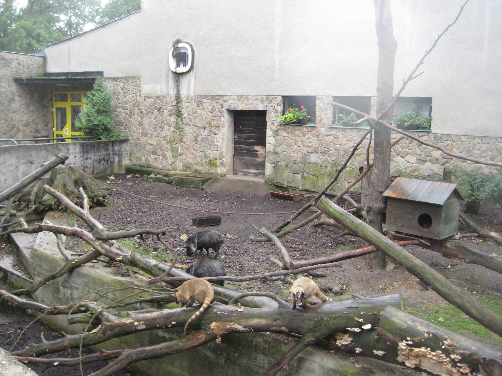 Coatis and Peccaris