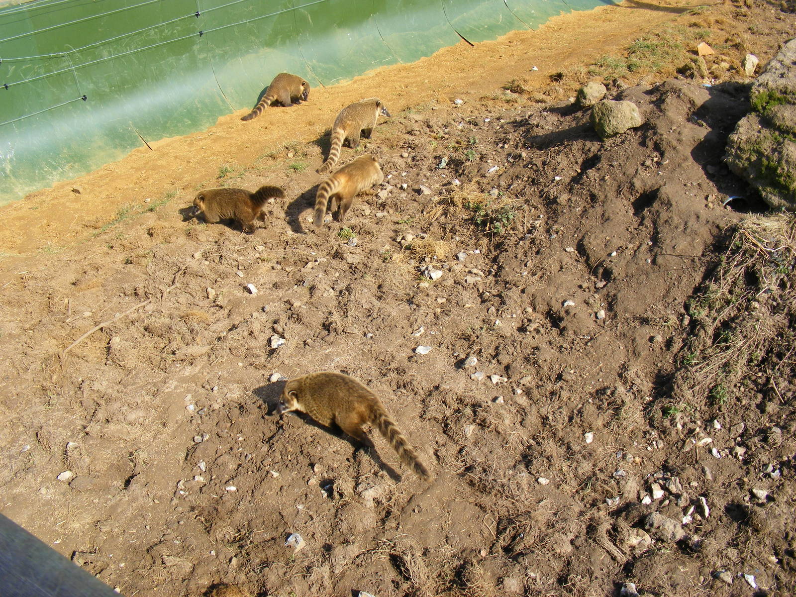Coatis at Beale Park, 13th March 2010