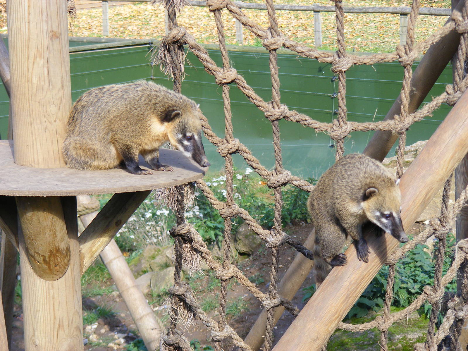 Coatis at Beale Park, 24 October 2010