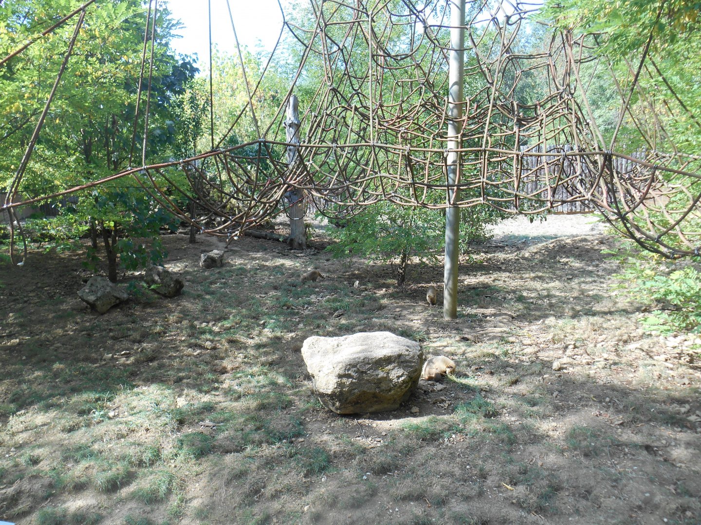 Coatis Exhibit