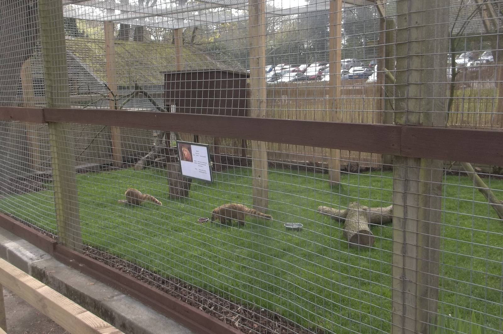 Coatis moved to new exhibit, 7th May 2016