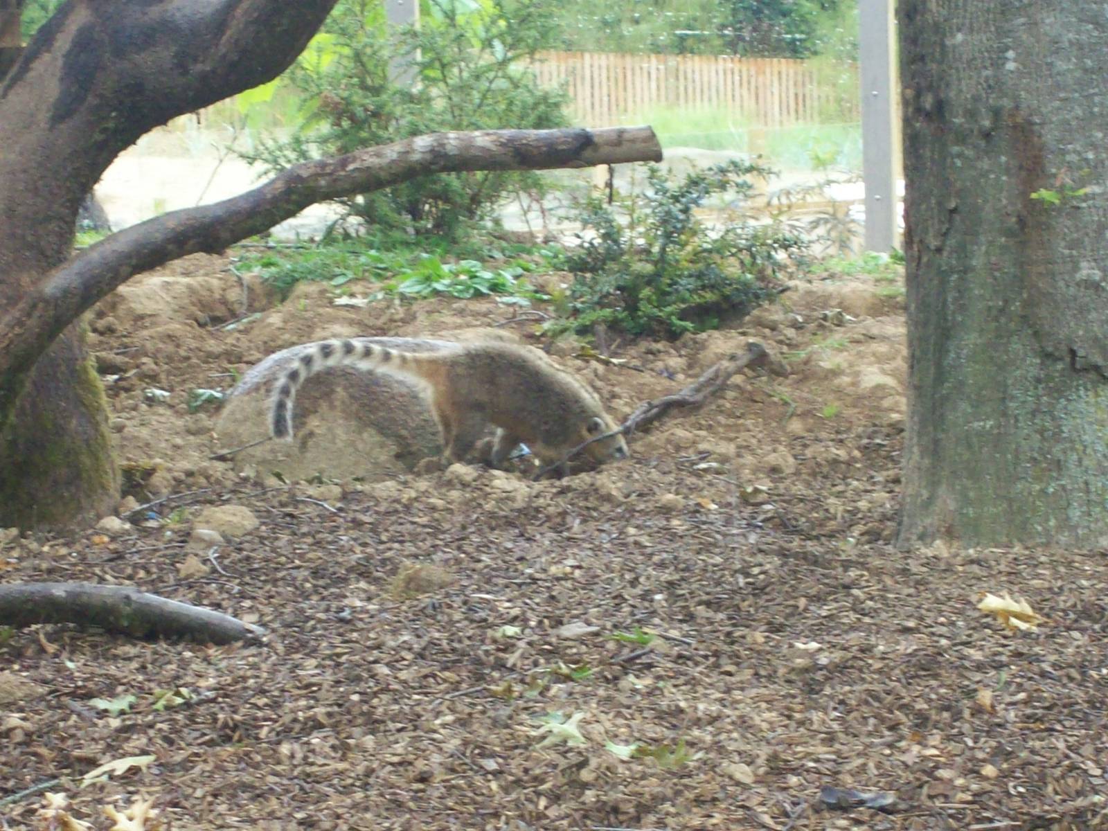 coatis