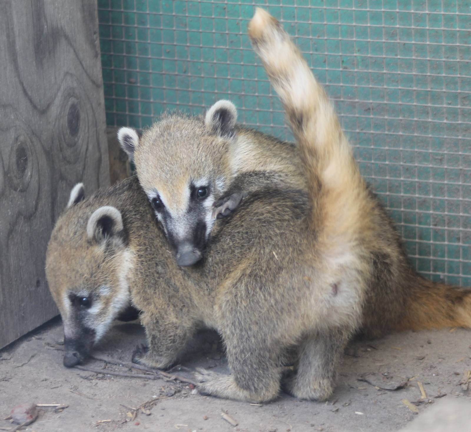 Coatis
