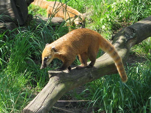 Coati's