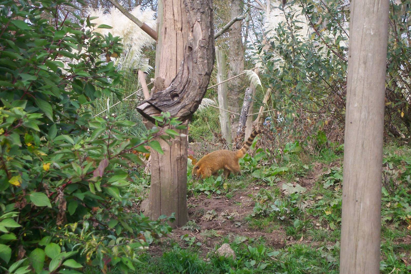 Coatis