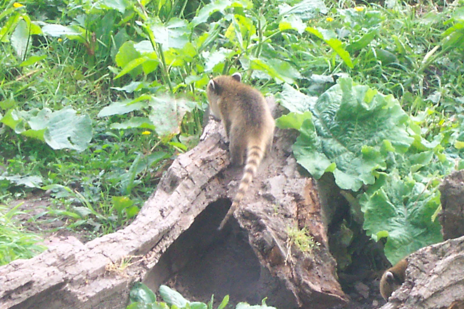 Coatis