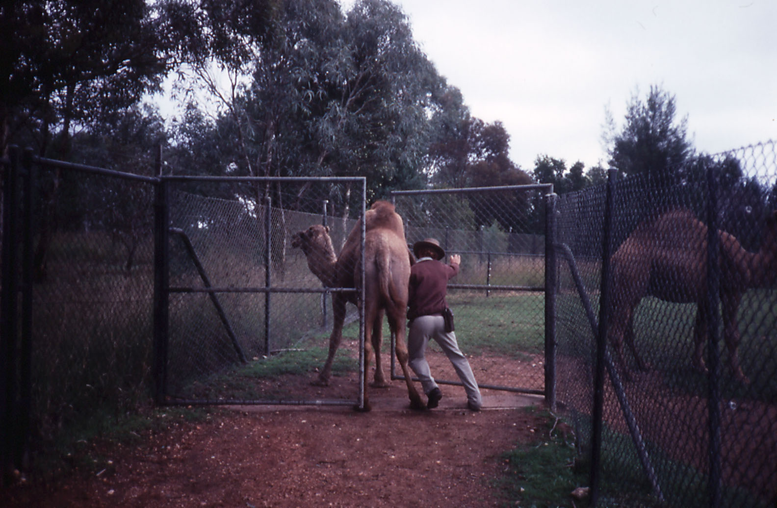 Coaxing a dromedary onto exhibit - 1990
