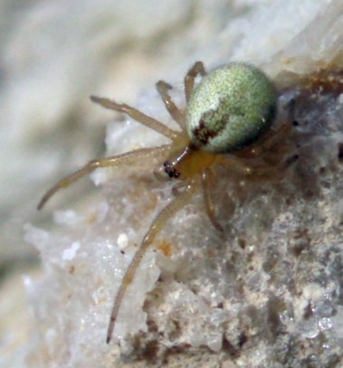 Cob-web Spider (Anelosimus aulicus)
