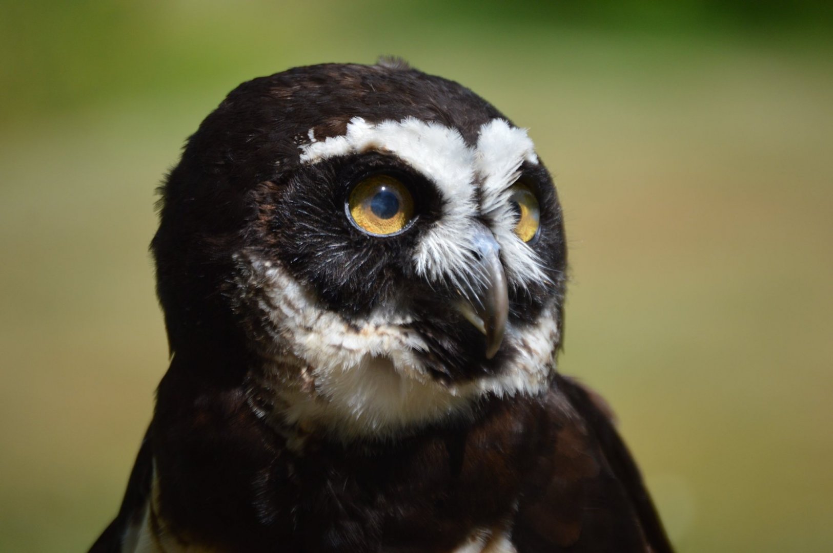 Coba, Pulsatrix perspicillata