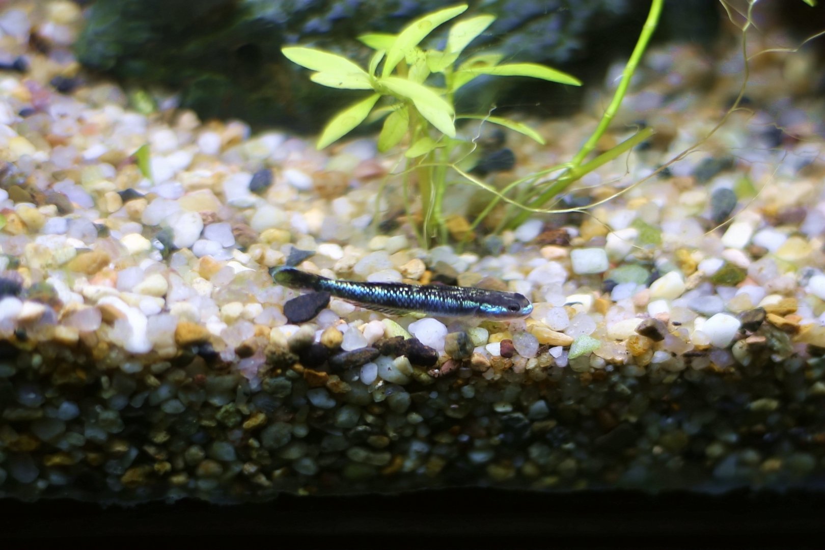 Cobalt Blue Goby (Stiphodon semoni)