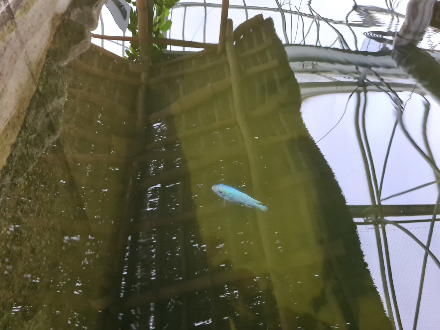 Cobalt blue mbuna in Pankong river